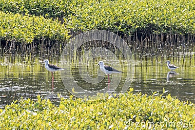 Black winged stilts in a swamp at Kalpitiya lagoon, Sri Lanka Stock Photo