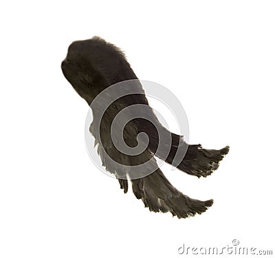 Black wings isolated on white Stock Photo