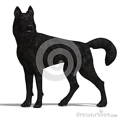 Black Wolf Stock Photo