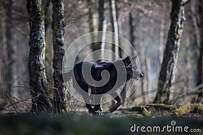 Black wolf running in the forest Stock Photo