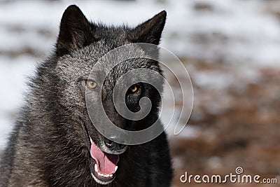 Black wolf with tongue out Stock Photo