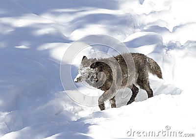 A lone Black wolf Canis lupus isolated on white background walking with a snow covered face in the winter snow in Canada Stock Photo