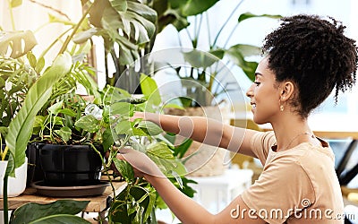 Black woman care for indoor plants, water and in house, sustainable green gardening, growth and leaf. Young female Stock Photo