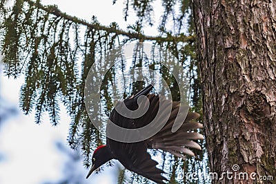 Black woodpecker Dryocopus martius Stock Photo