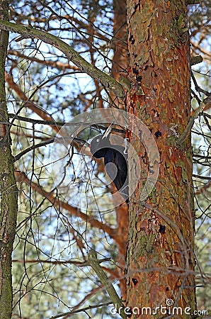 Black Woodpecker (Dryocopus martius) Stock Photo