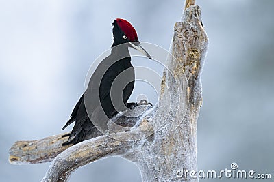 A black woodpecker hunting grubs while perched on a log Stock Photo