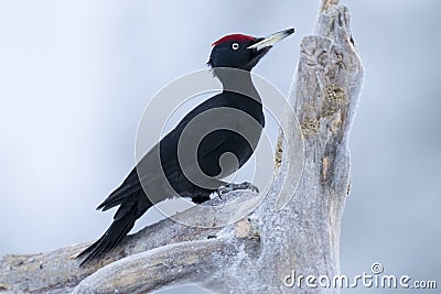 Black woodpecker searching for food on log in portrait Stock Photo