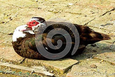 Black wool red head duck Stock Photo
