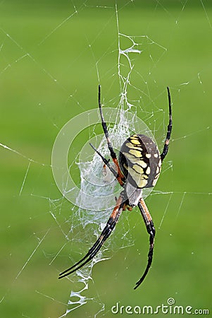 Black-and-yellow Argiope - Female Stock Photo