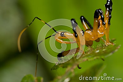 Black and yellow assassin bug nymph Stock Photo