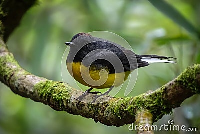 Black and yellow colored bird Reineta de cola blanca posing on a tree branch Stock Photo