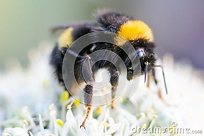 Black and yellow fluffy bumble bee is sitting on tiny flowers.Macro Stock Photo