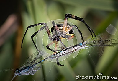 A Garden Spider wraps up a blue dragonfly caught in its web Stock Photo
