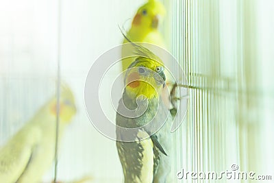 Black with yellow head parrot Corella Stock Photo