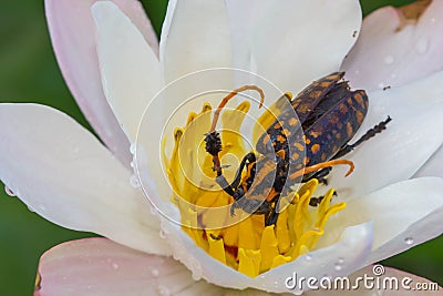 Black and Yellow Longhorn Beetle on lotus flower Stock Photo