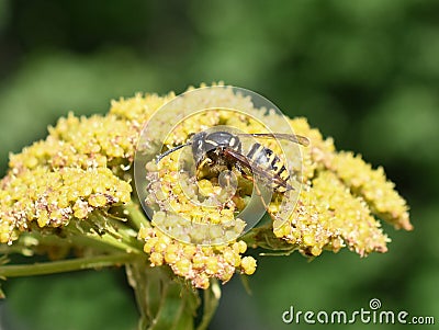 Stinging wasp in yellow flower Stock Photo