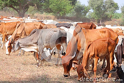 Black, yellow and white cows in a dead grassy field Stock Photo