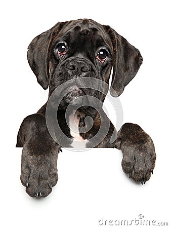 Black young German Boxer dog above banner Stock Photo