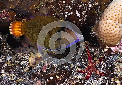 Blackbar Filefish Stock Photo