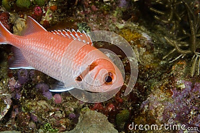 Blackbar Soldierfish Stock Photo