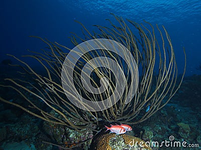 Blackbar soldierfish fish in Porous Sea Rod Stock Photo