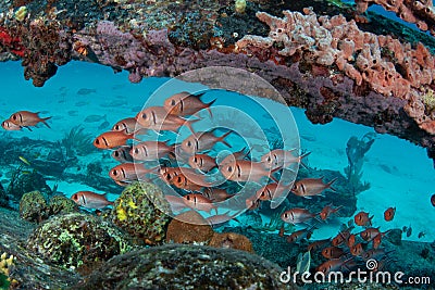 Blackbar Soldierfish hide on wreck on the reefs off St Martin, Dutch Caribbean Stock Photo