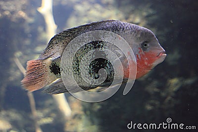 Blackbelt cichlid Stock Photo