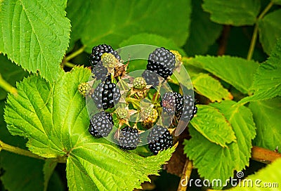 blackberries black and green berries on a green bush Stock Photo