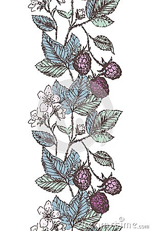 Blackberries border Vector Illustration