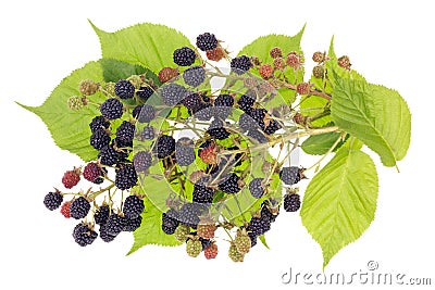 Blackberries bush concept Stock Photo