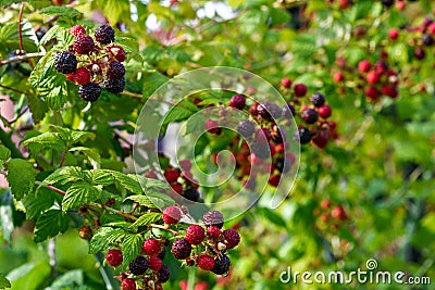 Blackberries bush Stock Photo