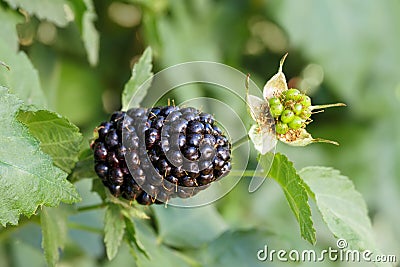 Blackberries on the bush Stock Photo