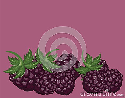 Blackberries delicious dessert background Vector Illustration
