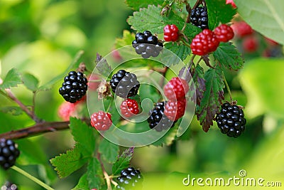 Closeup of Wild Blackberries Stock Photo