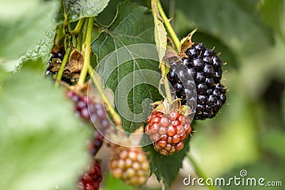 Blackberries and green leaves in autumn garden Stock Photo