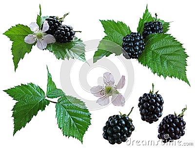 Blackberries_isolated Stock Photo