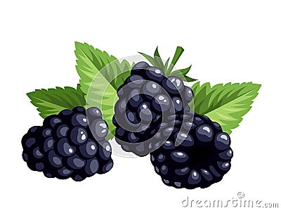 Blackberries isolated on a white background. Vector illustration. Vector Illustration