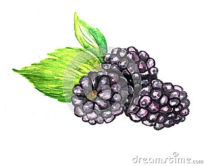 Blackberries painted with watercolor Stock Photo