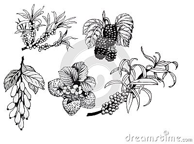 Blackberries, strawberries and dogwood and sea buck-thorn berries, black and white illustration set Vector Illustration