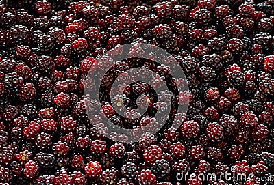 Blackberries textured background, fresh forest wild berry Stock Photo