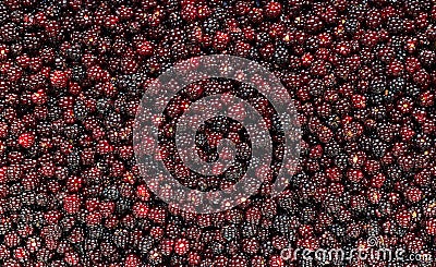 Blackberries textured flat background, forest wild berry laying flat, overhead top view Stock Photo