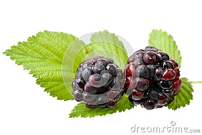 Blackberries Stock Photo