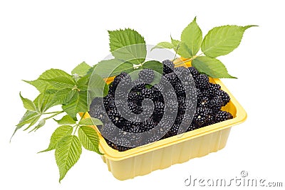 Blackberries in a yellow plastic container Stock Photo