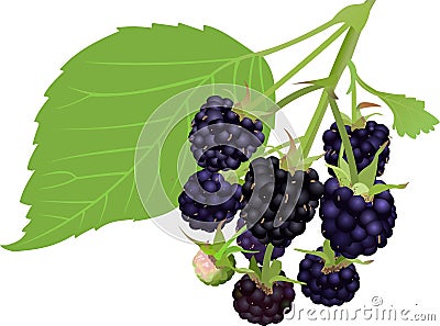 Blackberry Vector Illustration