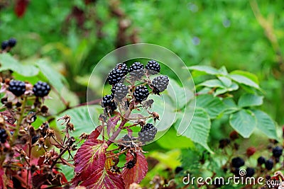 BlackBerry berries on a branch close-up. A BlackBerry Bush. Blackberries in the summer garden. Healthy food for vegans Stock Photo