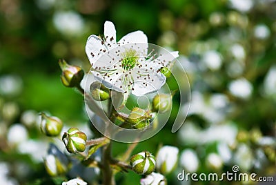 Blackberry blossom. Flowers blackberries on a twig Stock Photo