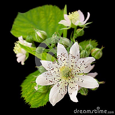 Blackberry blossom flower Stock Photo