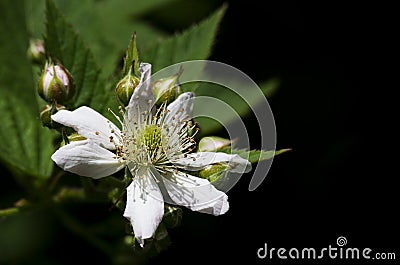 Blackberry blossom Stock Photo