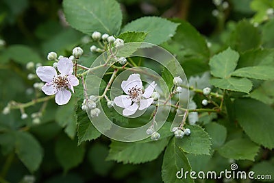 Blackberry blossoms and buds blooming. Blackberry flowers Rubus sectio Rubus. Stock Photo