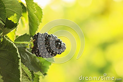 Blackberry bush with tasty ripe berry in garden Stock Photo